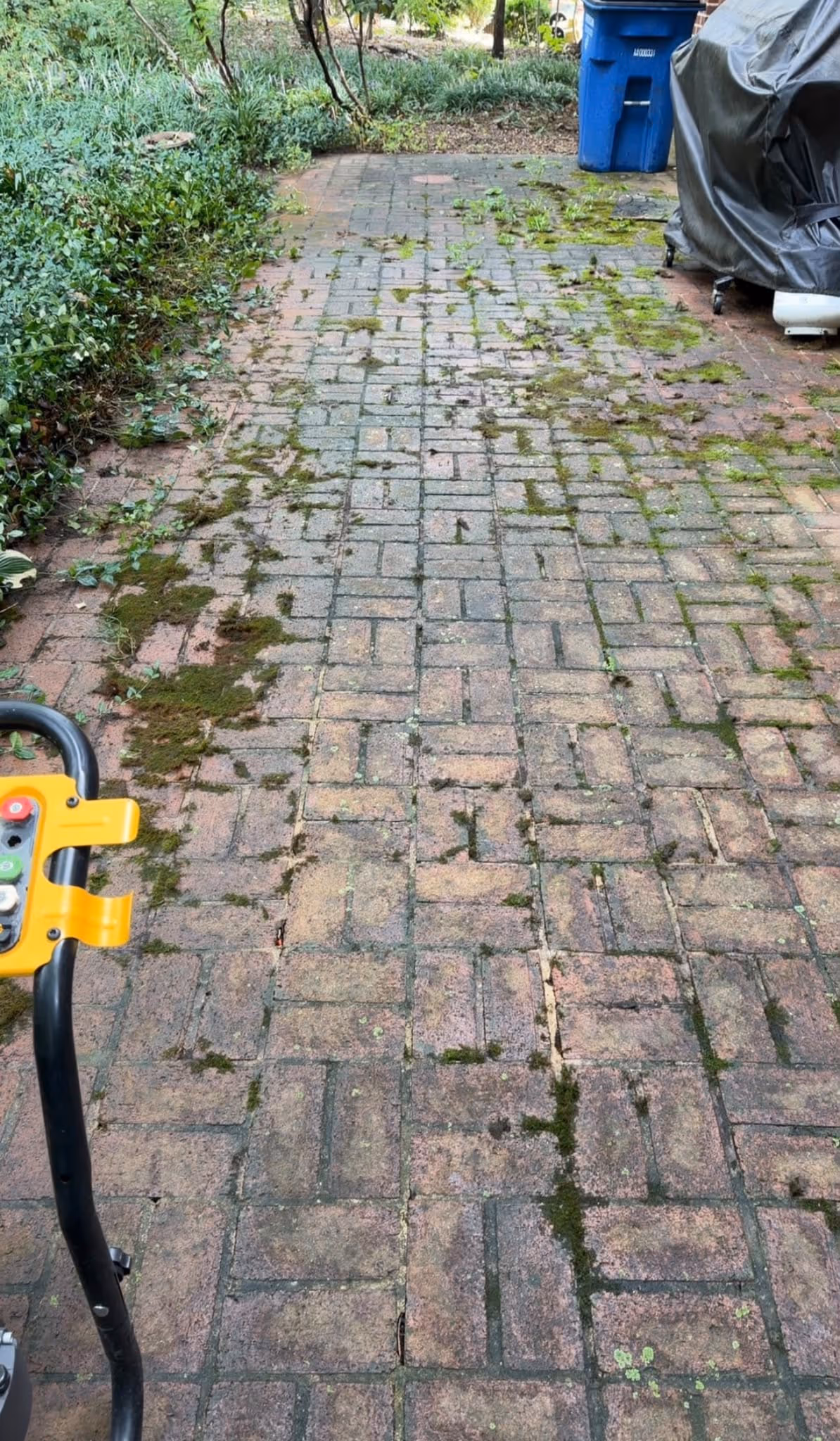 Brick paver driveway covered in moss and green growth before power washing