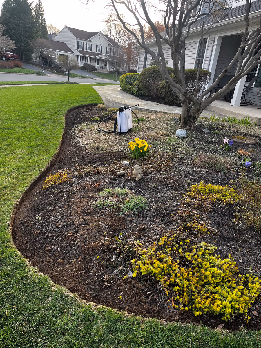 Large redesigned front bed with fresh mulch and new plantings under a mature tree