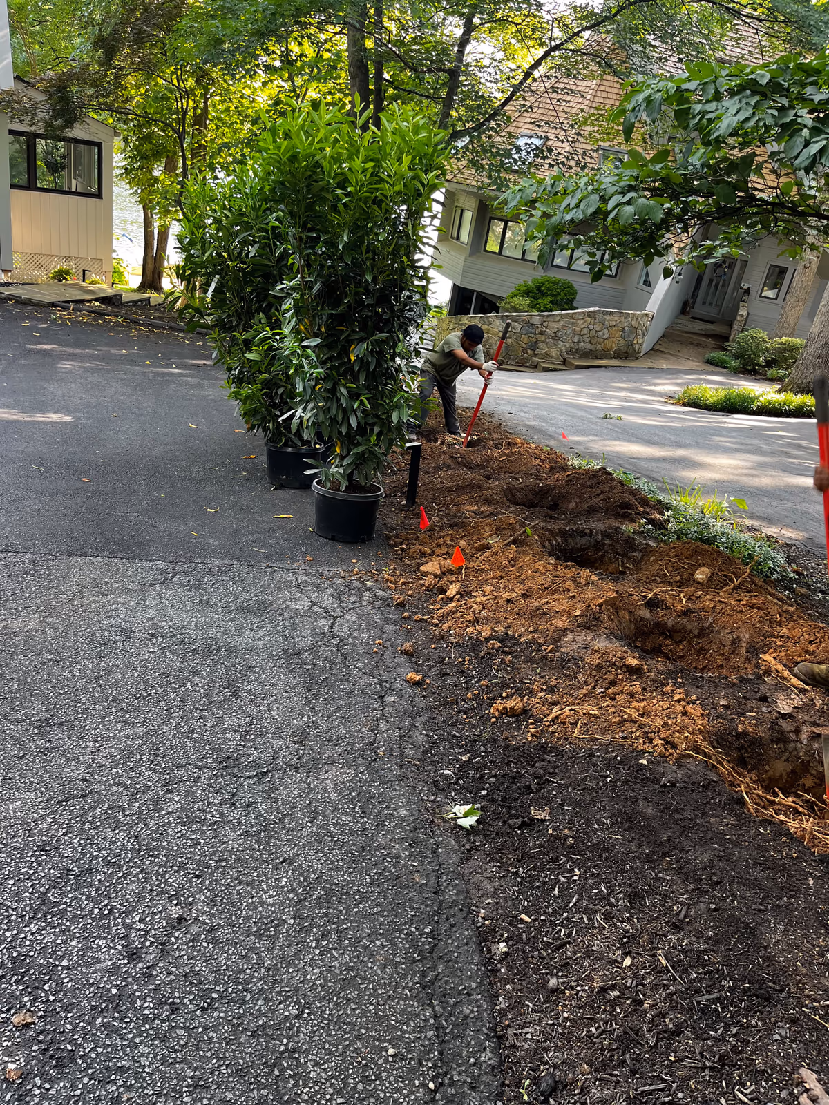 Potted laurels staged along a bare driveway edge before planting