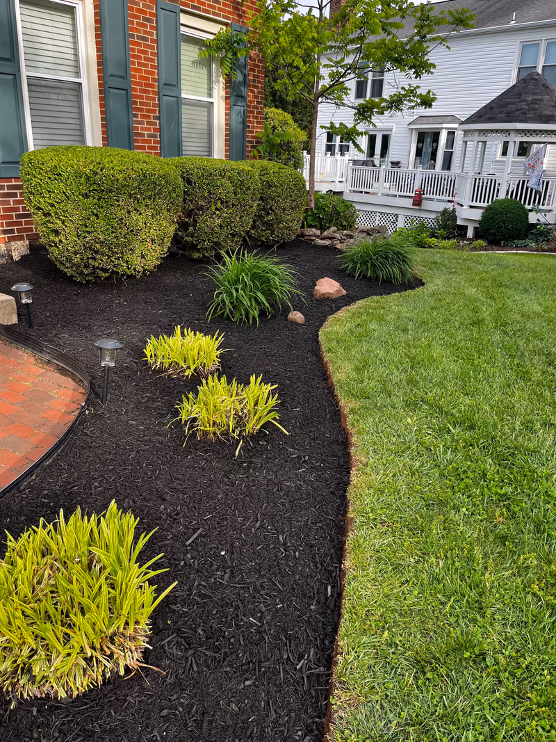 Fresh black mulch bed with golden shrubs and a brick border along a white home