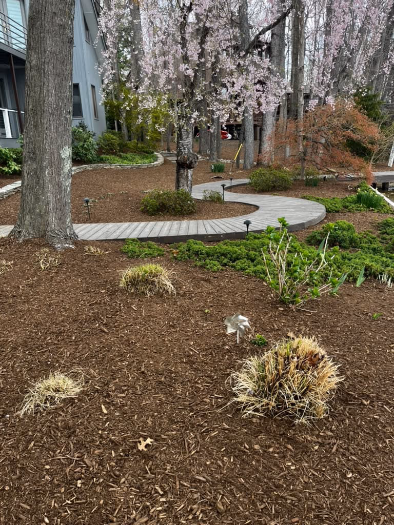 Wide mulched beds and ornamental grasses under a flowering tree beside a paved walkway