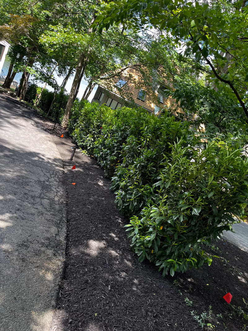 Established privacy hedge and mulch bed running the length of a driveway