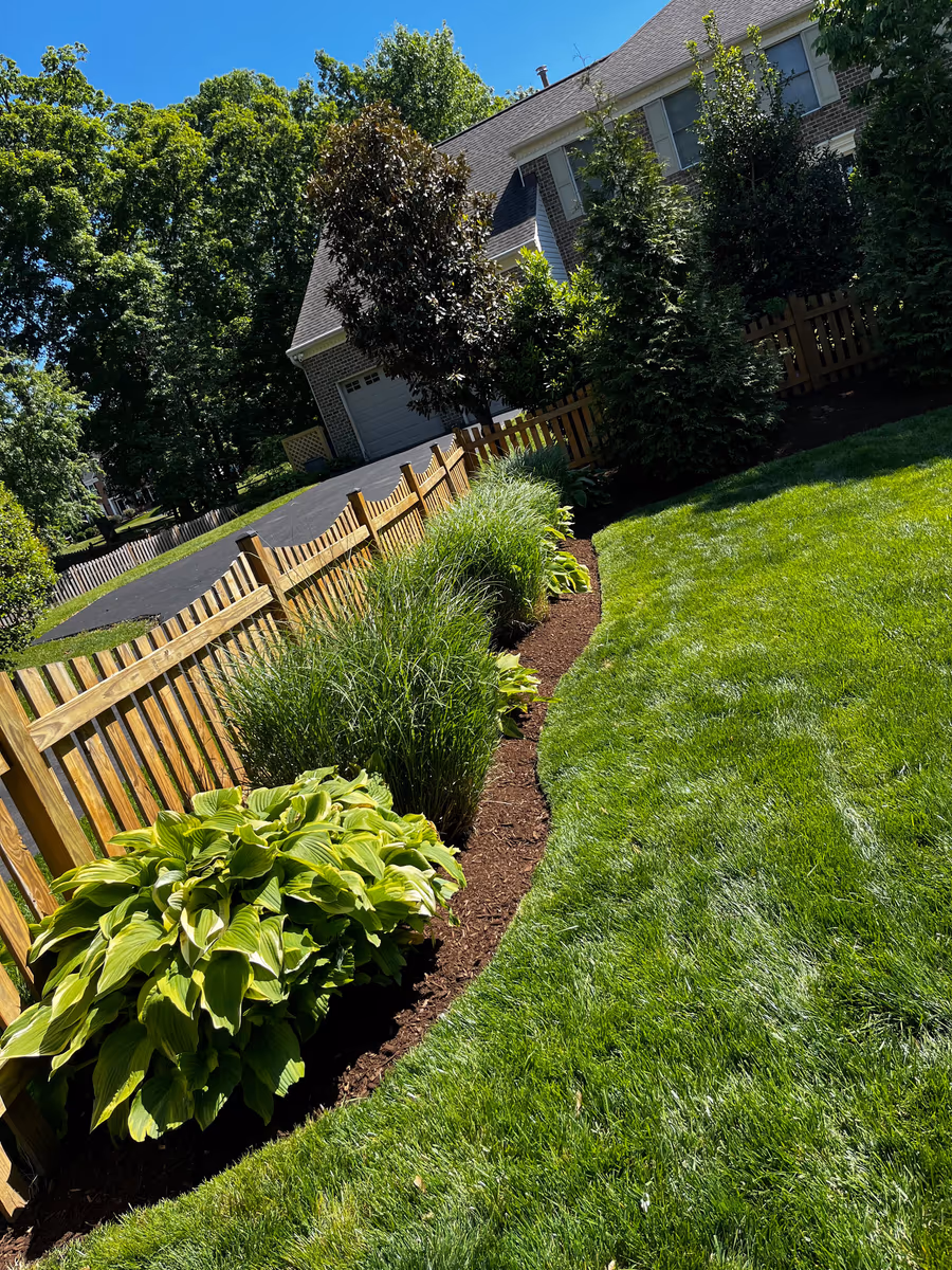 Hostas and shade plantings in a mulched bed along a wooden fence line